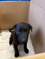 Found/Stray Female Dog last seen Chevron, El Segundo, CA 90245