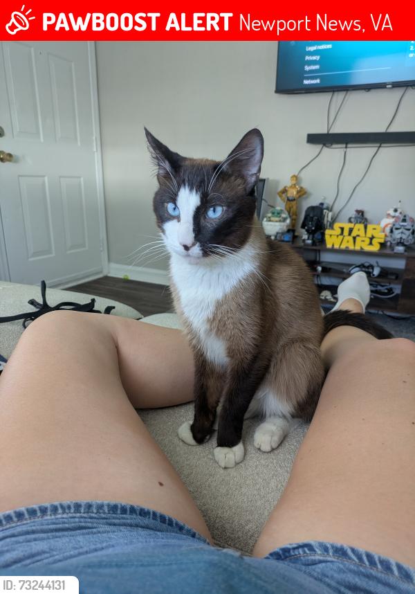 Lost Male Cat last seen Nansemond Dr, Newport news, va, Newport News, VA 23605