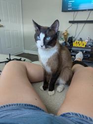 Lost Male Cat last seen Nansemond Dr, Newport news, va, Newport News, VA 23605