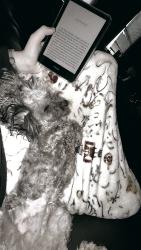 Lost Female Dog last seen Ace hardware, walmart, country club, Cherryville, NC 28021