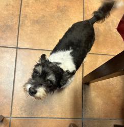 Lost Male Dog last seen Eckhert Rd, San Antonio, TX 78240