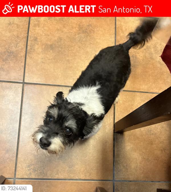 Lost Male Dog last seen Eckhert Rd, San Antonio, TX 78240