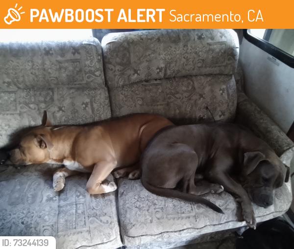 Found/Stray Unknown Dog last seen Near college oak dr, Sacramento, CA 95841