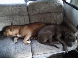 Found/Stray Unknown Dog last seen Near college oak dr, Sacramento, CA 95841
