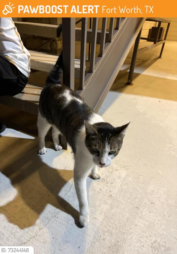 Found/Stray Unknown Cat last seen Faircrest Cove, Fort Worth, TX 76137