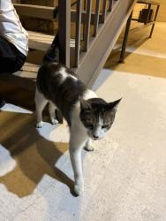 Found/Stray Unknown Cat last seen Faircrest Cove, Fort Worth, TX 76137