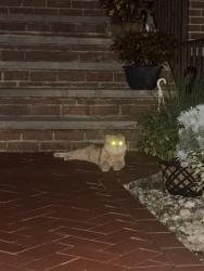 Reunited Unknown Cat last seen jeanette ave Arden ave, Staten Island, NY 10312