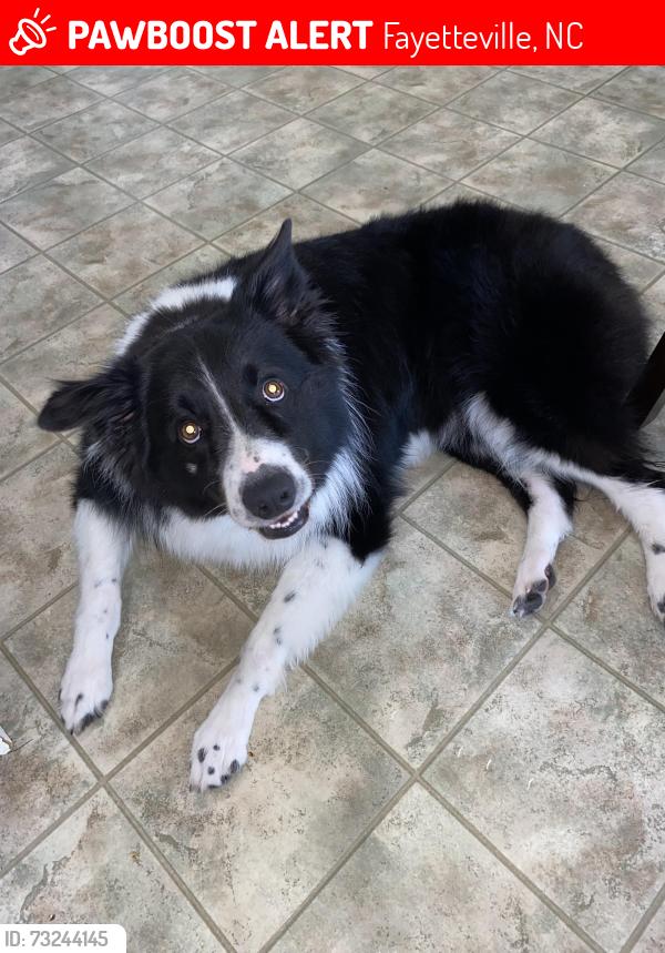 Lost Male Dog last seen Area around Honeycutt Elementary near Lakeridge Drive., Fayetteville, NC 28304