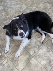 Lost Male Dog last seen Area around Honeycutt Elementary near Lakeridge Drive., Fayetteville, NC 28304