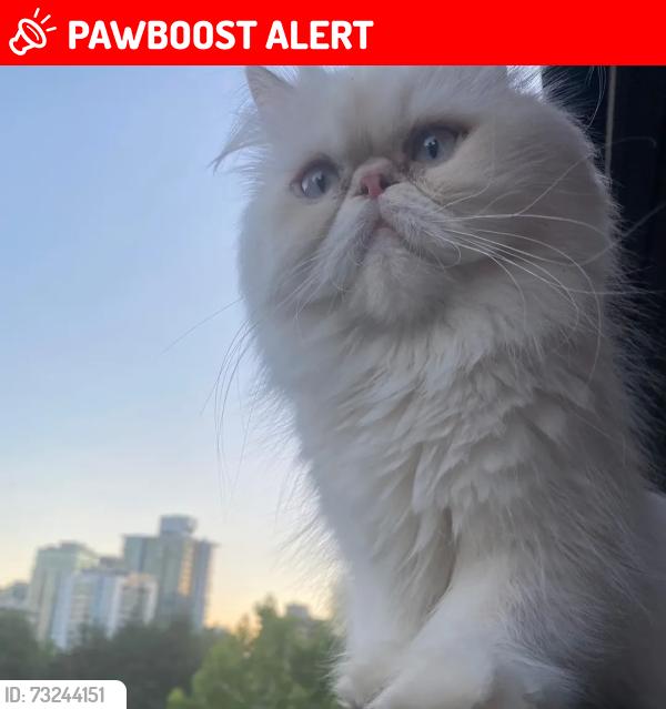 Lost Female Cat last seen 260-16th street East North Vancouver, North Vancouver, BC V7L 2S9