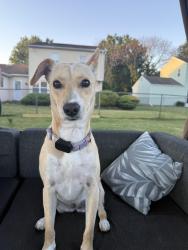 Reunited Female Dog last seen Lexington court, Bensalem, PA 19020
