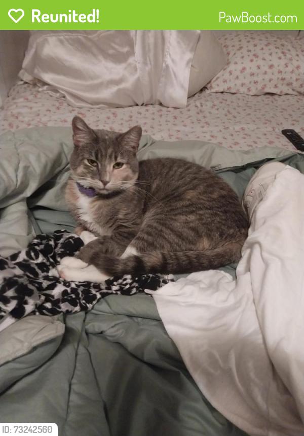 Reunited Female Cat last seen Corner Hyde Park Ave and Ramsdell Ave Roslindale, Boston, MA 02131