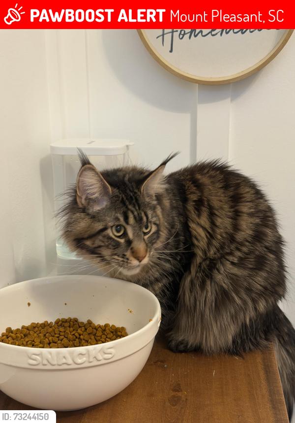 Lost Female Cat last seen Rifle Range Rd, Mount Pleasant, SC 29466
