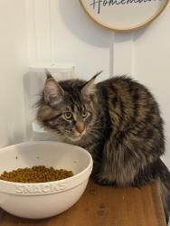 Lost Female Cat last seen Rifle Range Rd, Mount Pleasant, SC 29466