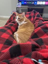 Reunited Male Cat last seen Strickland bridge, fisher road, Fayetteville, NC 28304