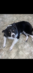 Lost Male Dog last seen Lakeridge dr, Fayetteville, NC 28304
