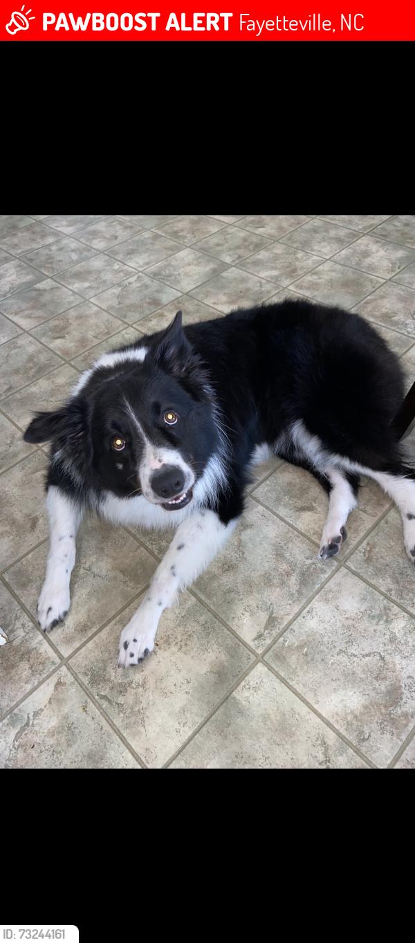 Lost Male Dog last seen Lakeridge dr, Fayetteville, NC 28304