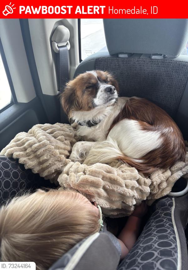 Lost Male Dog last seen Rv park by homedale pool. Ran in to the bushes on the river bank and haven’t seen him since, Homedale, ID 83628