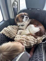 Lost Male Dog last seen Rv park by homedale pool. Ran in to the bushes on the river bank and haven’t seen him since, Homedale, ID 83628