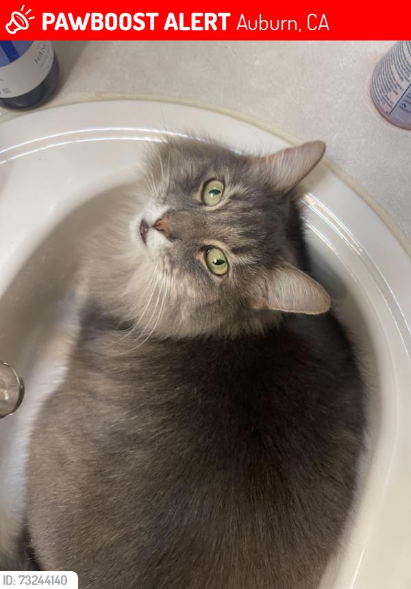 Lost Female Cat last seen Quartz Drive/Snow Cap Circle, Auburn, Auburn, CA 95602
