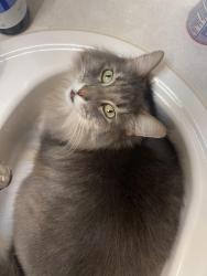 Lost Female Cat last seen Quartz Drive/Snow Cap Circle, Auburn, Auburn, CA 95602