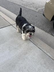 Reunited Female Dog last seen Lynwood and Valaria, Highland, CA 92346