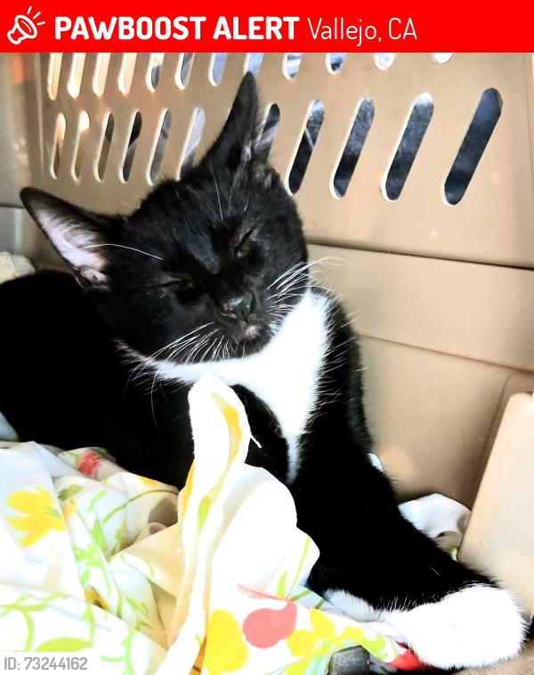 Lost Male Cat last seen Off of Lincoln rd., Vallejo, CA 94591