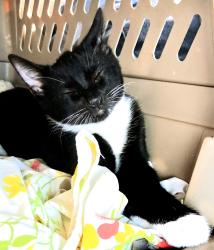Lost Male Cat last seen Off of Lincoln rd., Vallejo, CA 94591