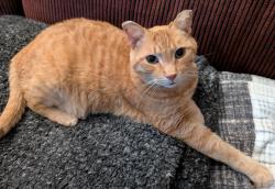 Lost Male Cat last seen T.B. Riley School, Calgary, AB T3B 1W7