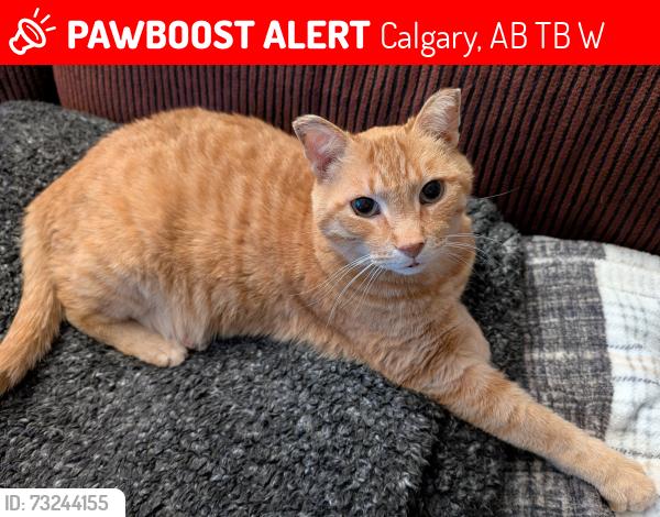 Lost Male Cat last seen T.B. Riley School, Calgary, AB T3B 1W7