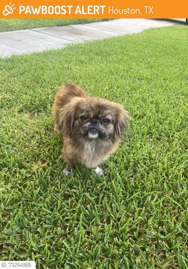 Found/Stray Unknown Dog last seen Bellaire, Houston, TX 77083