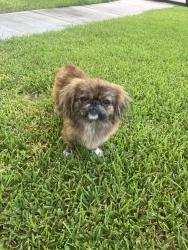 Found/Stray Unknown Dog last seen Bellaire, Houston, TX 77083