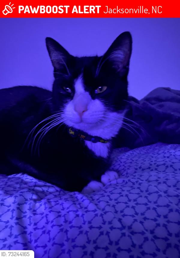 Lost Male Cat last seen Carolina Forest blvd, Jacksonville, NC 28546