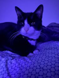 Lost Male Cat last seen Carolina Forest blvd, Jacksonville, NC 28546