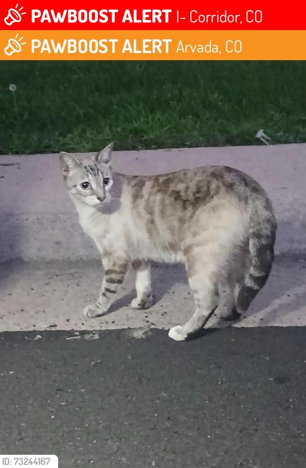 Lost Female Cat last seen Marshall & 55th Ave, I-70 Corridor, CO 80002