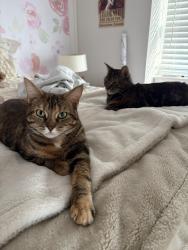 Lost Female Cat last seen Perth Avenue and Perth Street, London, ON 