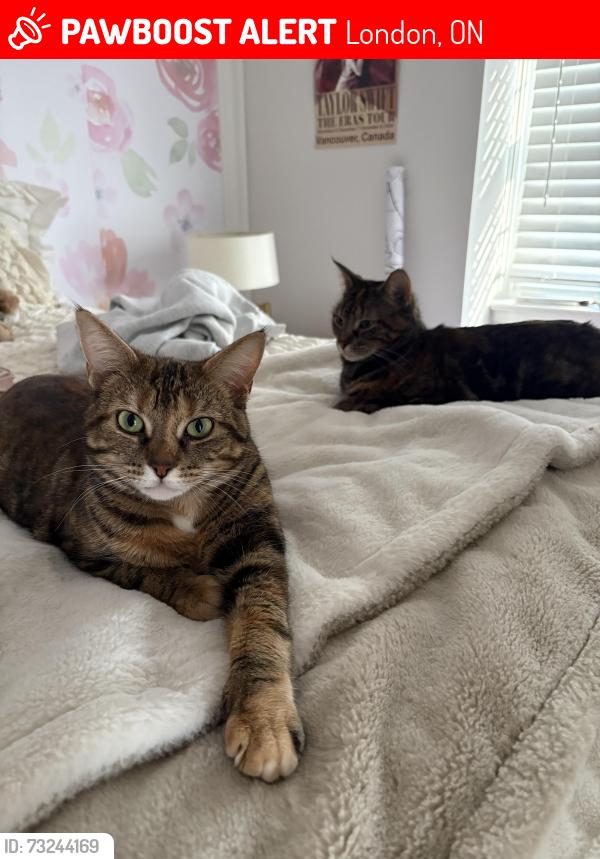 Lost Female Cat last seen Perth Avenue and Perth Street, London, ON 