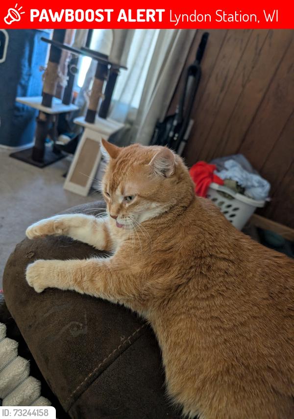 Lost Female Cat last seen Rock St, Lyndon Station, WI 53944