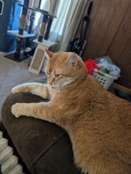 Lost Female Cat last seen Rock St, Lyndon Station, WI 53944