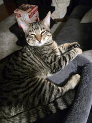 Lost Male Cat last seen Locust St and Chicago St, Nampa, ID 83686