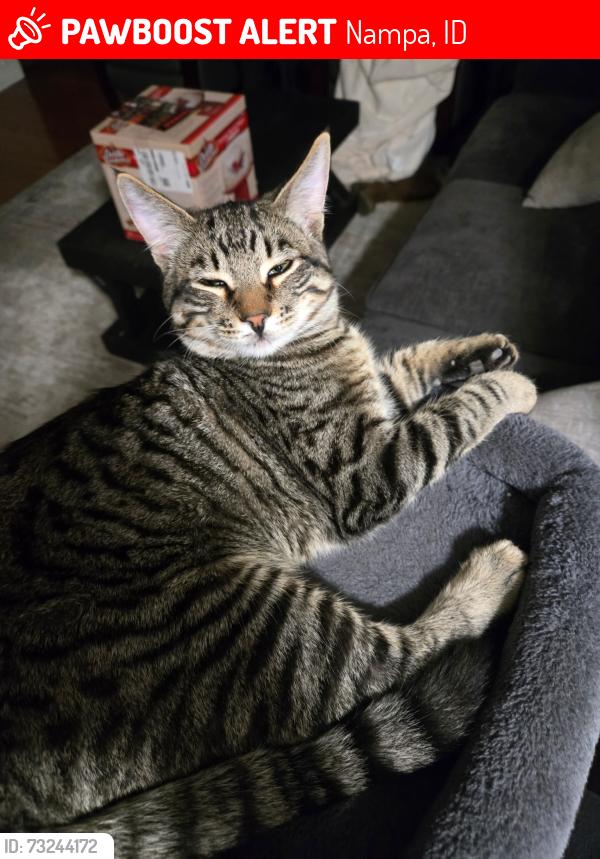 Lost Male Cat last seen Locust St and Chicago St, Nampa, ID 83686