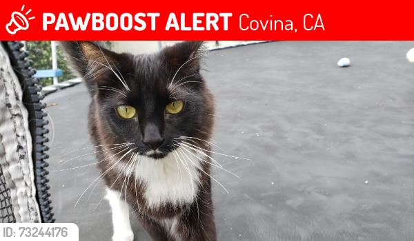 Lost Female Cat last seen Citrus and cypress. covina, california, Covina, CA 91723