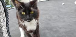 Lost Female Cat last seen Citrus and cypress. covina, california, Covina, CA 91723