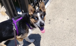 Lost Female Dog last seen Story rd and roehampton ave, San Jose, CA 95127
