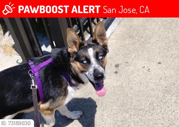 Lost Female Dog last seen Story rd and roehampton ave, San Jose, CA 95127