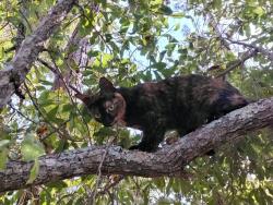 Lost Female Cat last seen At pet sitters hse, Crawfordville, FL 32327