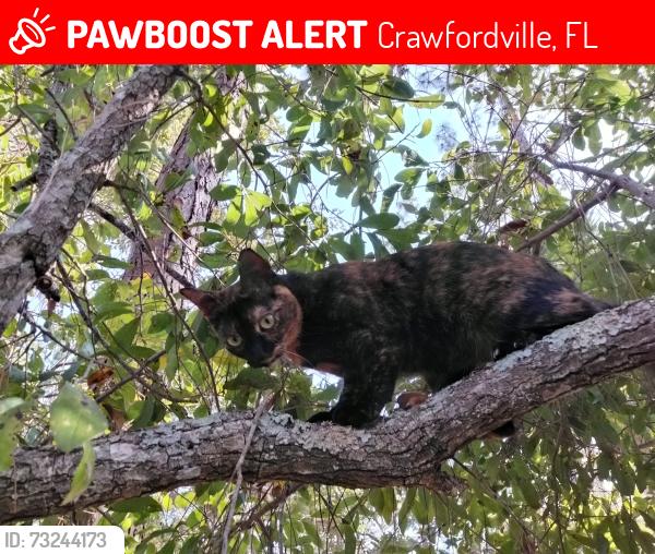 Lost Female Cat last seen At pet sitters hse, Crawfordville, FL 32327