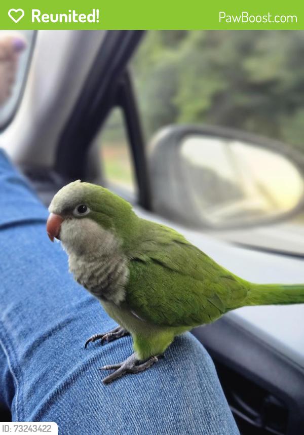 Reunited Female Bird last seen Near Peconic court, Wellington, FL 33414