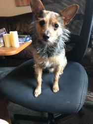 Reunited Male Dog last seen Near cinnamon, Fort Worth, TX 76133