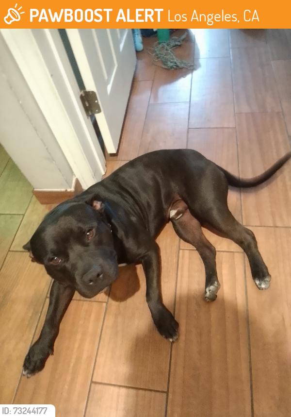 Found/Stray Male Dog last seen Opp and Wilmington boulevard, Los Angeles, CA 90744